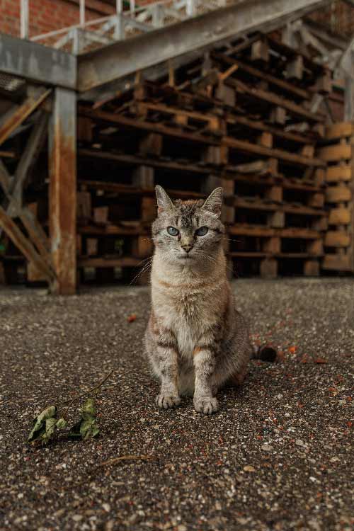 ジグソーパズル 猫 247ピース